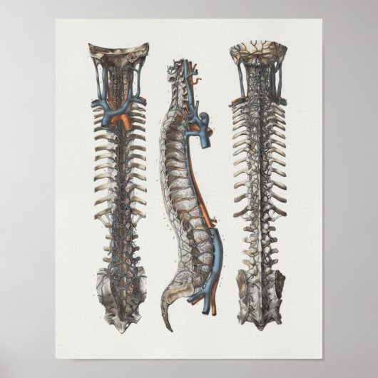 1867 Veins Spine  Anatomy Print (Voorkant)