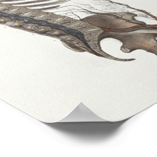 1867 Veins Spine Skull  Anatomy Print (Hoek)