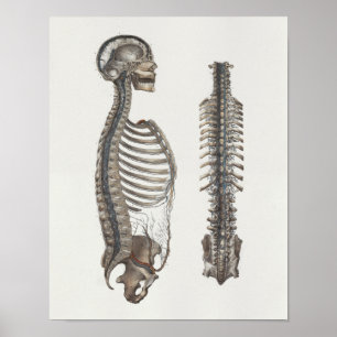 1867 Veins Spine Skull  Anatomy Print
