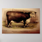 1874 Engraving Hereford Cattle DOROTHEA Leominster Poster (Voorkant)