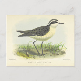 1875 vogeltrek uit Sint-Helena Briefkaart