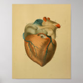 1879  anatomie Afdrukken Menselijk hart Poster (Voorkant)