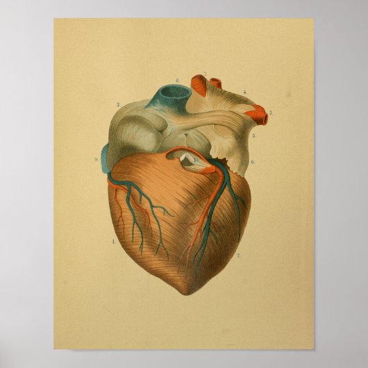 1879  anatomie Afdrukken Menselijk hart Poster (Voorkant)