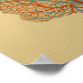 1879  anatomie Afdrukkoparteriën Veins Poster (Hoek)