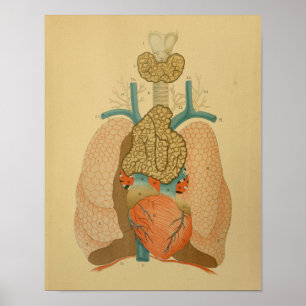 1879  Anatomy Print Heart Lungs