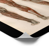 1879  Bock Anatomie Afdrukpoetspieren Poster (Hoek)