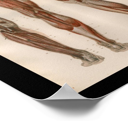 1879  Bock Anatomie Afdrukpoetspieren Poster (Hoek)