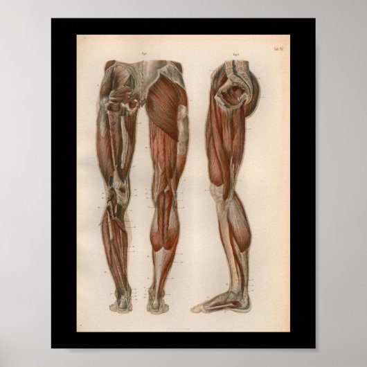 1879  Bock Anatomie Afdrukpoetspieren Poster (Voorkant)