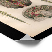 1879  Bock Anatomy Print Brain Spine (Hoek)
