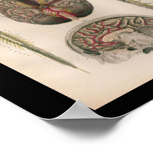 1879  Bock Anatomy Print Brain Spine (Hoek)