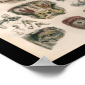 1879  Bock Anatomy Print Eye Ear (Hoek)