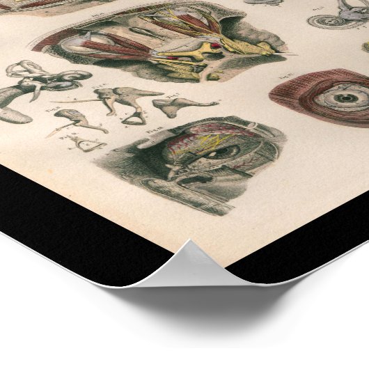 1879  Bock Anatomy Print Eye Ear (Hoek)