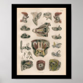 1879  Bock Anatomy Print Eye Ear (Voorkant)