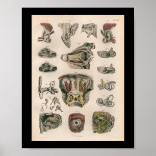 1879  Bock Anatomy Print Eye Ear