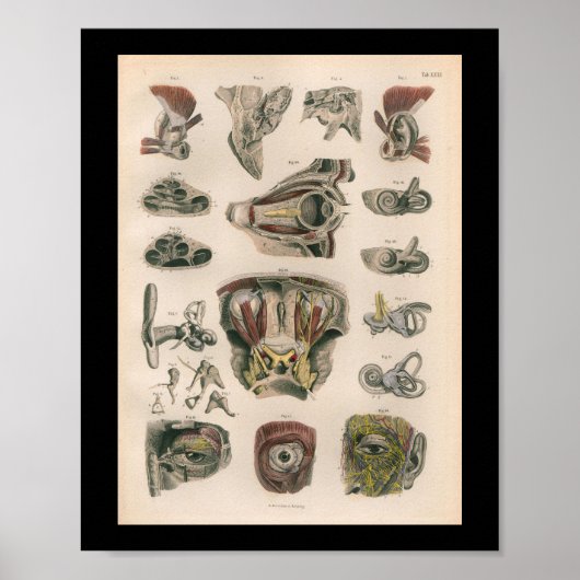 1879  Bock Anatomy Print Eye Ear (Voorkant)