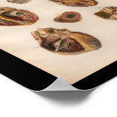 1879 Bock Anatomy Print Heart Muscles (Hoek)