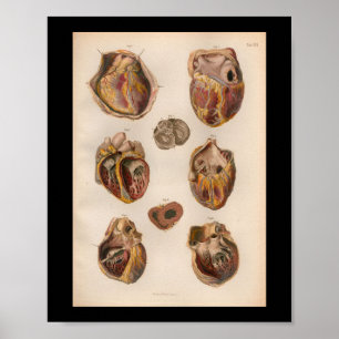 1879  Bock Anatomy Print Heart Muscles