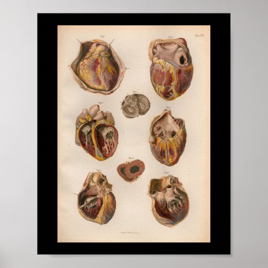 1879 Bock Anatomy Print Heart Muscles (Voorkant)