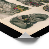 1879  Bock Anatomy Print Internal Organs (Hoek)