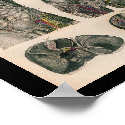 1879  Bock Anatomy Print Internal Organs (Hoek)