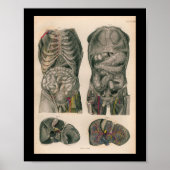 1879  Bock Anatomy Print Internal Organs (Voorkant)