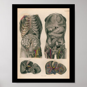 1879  Bock Anatomy Print Internal Organs