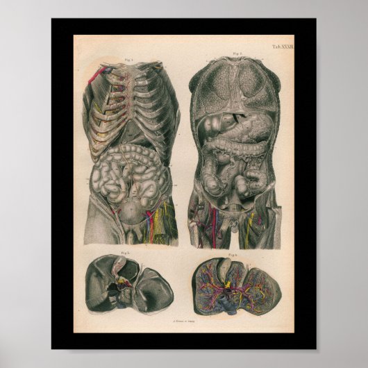 1879  Bock Anatomy Print Internal Organs (Voorkant)