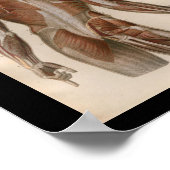 1879  Bock Anatomy Print Muscles (Hoek)