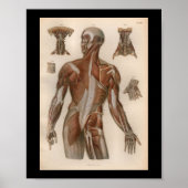 1879  Bock Anatomy Print Muscles (Voorkant)
