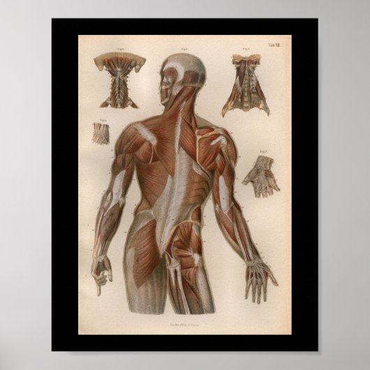 1879  Bock Anatomy Print Muscles (Voorkant)