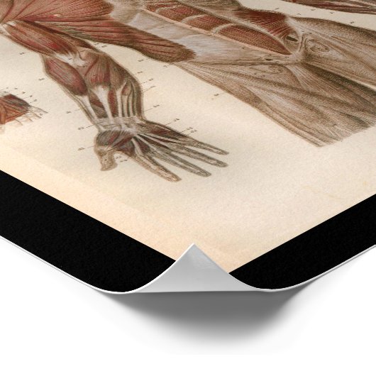 1879 Bock Anatomy Print Muscles (Hoek)