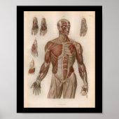 1879 Bock Anatomy Print Muscles (Voorkant)
