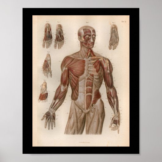 1879  Bock Anatomy Print Muscles (Voorkant)