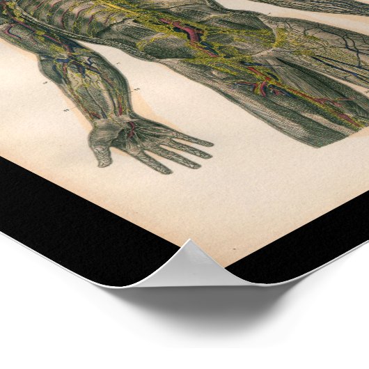 1879 Bock Anatomy Print Nerves (Hoek)