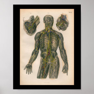 1879  Bock Anatomy Print Nerves