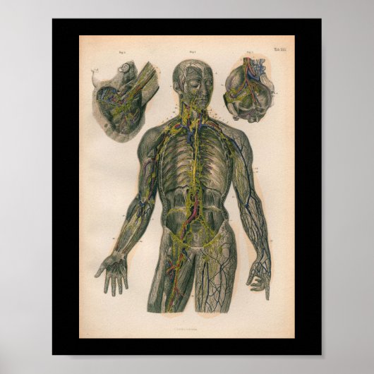 1879  Bock Anatomy Print Nerves (Voorkant)