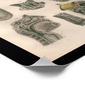 1879  Bock Anatomy Print Nose Throat (Hoek)