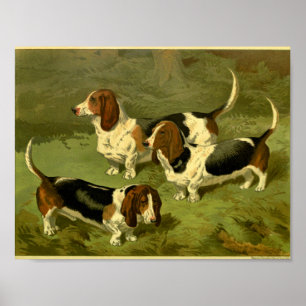 1881  Basset Hounds Print