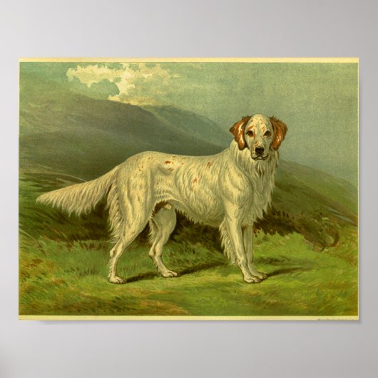 1881  Engelse Setter Print (Voorkant)