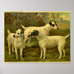 1881  Fox Terriers Print