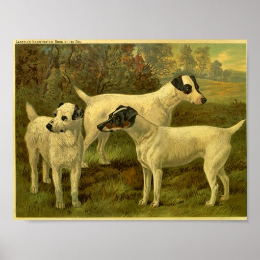 1881  Fox Terriers Print (Voorkant)
