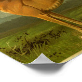 1881 Greyhoundafdrukken Poster (Hoek)