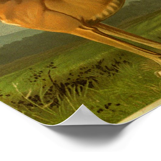 1881 Greyhoundafdrukken Poster (Hoek)