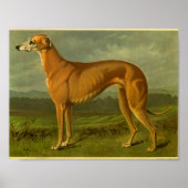 1881 Greyhoundafdrukken Poster (Voorkant)
