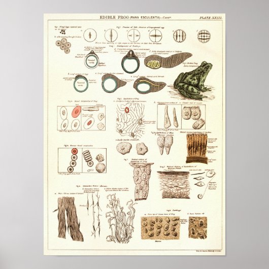  1881 Kikkerbiologie Anatomie Print (Voorkant)