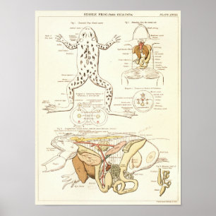 1881 Kikkerbiologie Anatomie Print