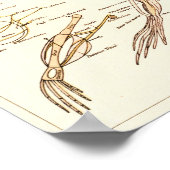 1881 Kikkerbiologie Anatomie Print (Hoek)