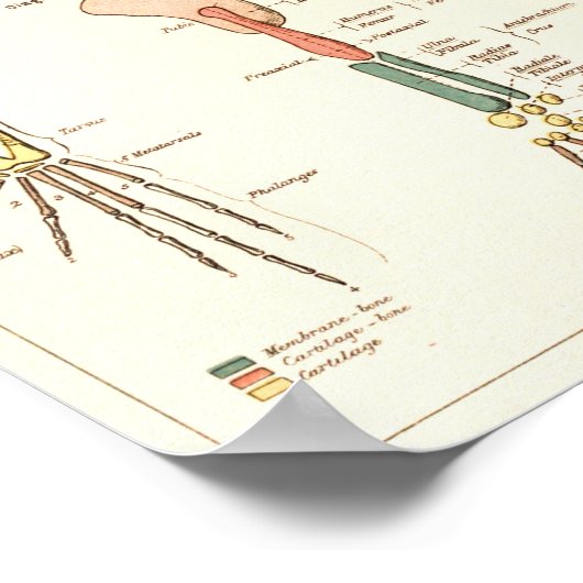  1881 Kikkerbiologie Anatomie Print (Hoek)