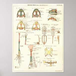 1881 Kikkerbiologie Anatomie Print