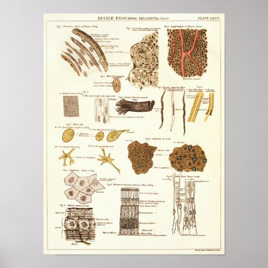 1881 Kikkerbiologie Anatomie Print (Voorkant)